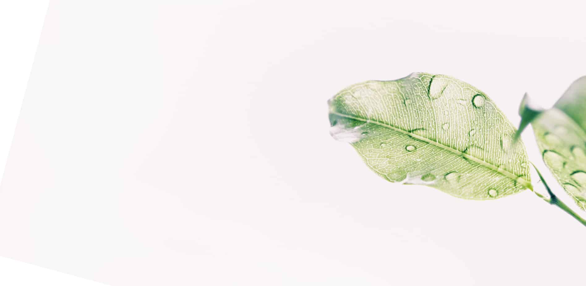 Ecosafe Green | Zero waste - leaf