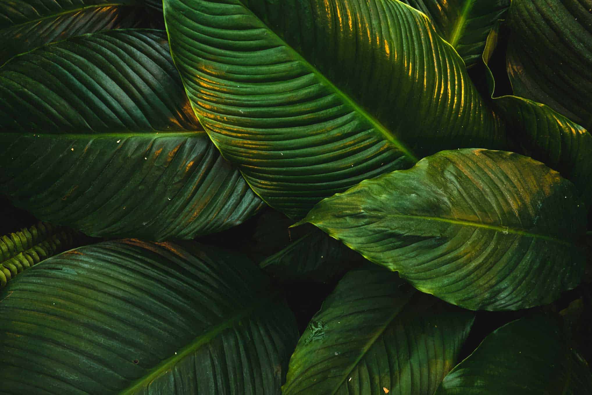 Ecosafe Green | Zero waste - leaves