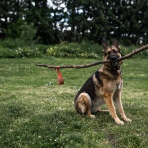 EcoSafe-EcoPooch-Compostable-Doggie-Bags-Dog-Stick-min