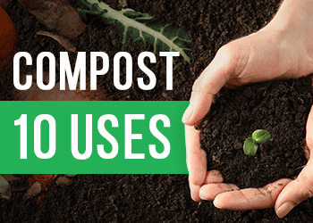 Beyond the Basics: 10 Unexpected Uses for Compost