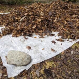 Rock-holding-tarp-full-of-leaves-down